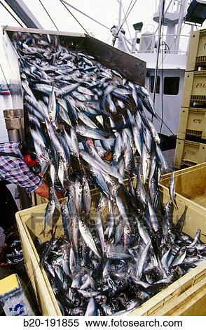Stock Photography - Unloading mackerels at port with a suction pump. Getaria. Spain. Fotosearch