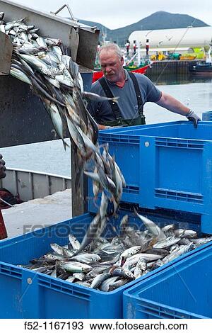 Unloading mackerels, port of Santoa, Cantabrian Sea, Cantabria, Spain View Large Photo Image Stock Image - Unloading mackerels, port of Santoa, Cantabrian Sea, Cantabria, Spain. Fotosearch