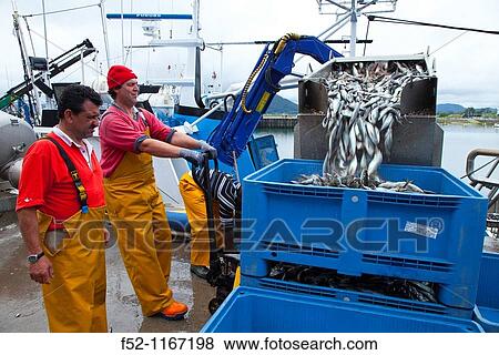 Stock Photo - Unloading mackerels, port of Santoa, Cantabrian Sea, Cantabria, Spain. Fotosearch