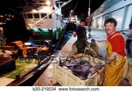 Unloading tuna at port. Getaria. Guipzcoa. Euskadi. Spain View Large Photo Image Picture - Unloading tuna at port. Getaria. Guipzcoa. Euskadi. Spain. Fotosearch