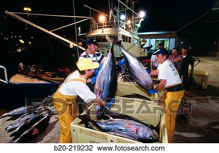 Unloading tuna at port. Getaria. Guipzcoa. Euskadi. Spain View Large Photo Image Stock Image - Unloading tuna at port. Getaria. Guipzcoa. Euskadi. Spain. Fotosearch