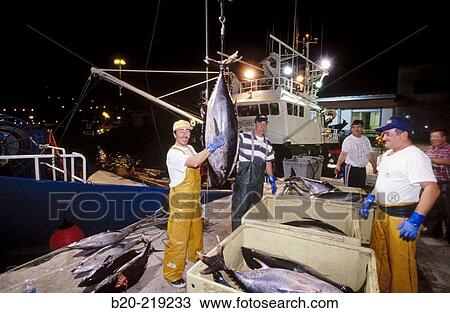 Stock Image - Unloading tuna at port. Getaria. Guipzcoa. Euskadi. Spain. Fotosearch
