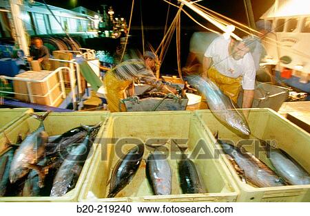 Stock Image - Unloading tuna at port. Getaria. Guipzcoa. Euskadi. Spain. Fotosearch