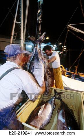 Stock Image - Unloading tuna at port. Getaria. Guipzcoa. Euskadi. Spain. Fotosearch