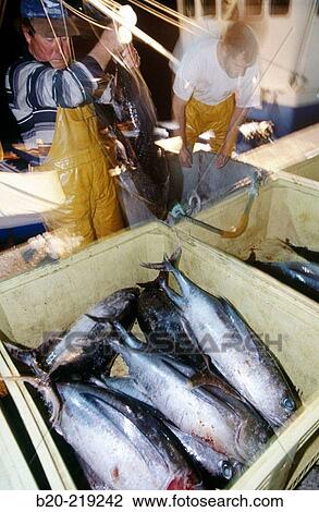 Stock Image - Unloading tuna at port. Getaria. Guipzcoa. Euskadi. Spain. Fotosearch