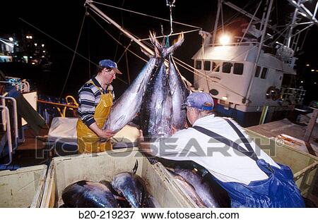 Stock Photo - Unloading tuna at port. Getaria. Guipzcoa. Euskadi. Spain. Fotosearch