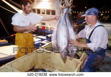 Stock Photo - Unloading tuna at port. Getaria. Guipzcoa. Euskadi. Spain. Fotosearch