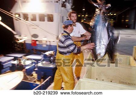 Unloading tuna at port. Getaria. Guipzcoa. Euskadi. Spain View Large Photo Image Stock Photo - Unloading tuna at port. Getaria. Guipzcoa. Euskadi. Spain. Fotosearch