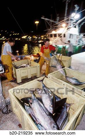 Stock Photography - Unloading tuna at port. Getaria. Guipzcoa. Euskadi. Spain. Fotosearch