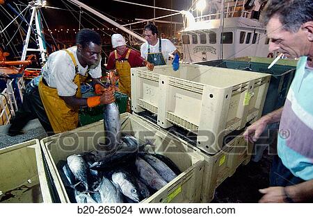 Unloading tuna fish. Getaria. Guipuzcoa. Basque Country. Spain View Large Photo Image Picture - Unloading tuna fish. Getaria. Guipuzcoa. Basque Country. Spain. Fotosearch