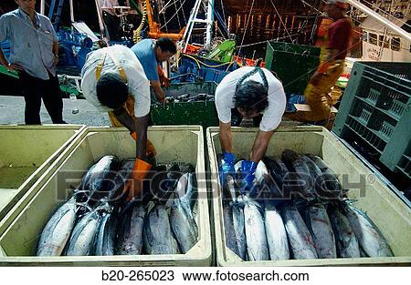 Unloading tuna fish. Getaria. Guipuzcoa. Basque Country. Spain View Large Photo Image Stock Image - Unloading tuna fish. Getaria. Guipuzcoa. Basque Country. Spain. Fotosearch
