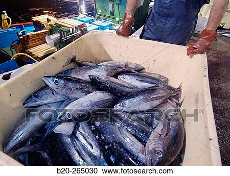Stock Image - Unloading tuna fish. Getaria. Guipuzcoa. Basque Country. Spain. Fotosearch