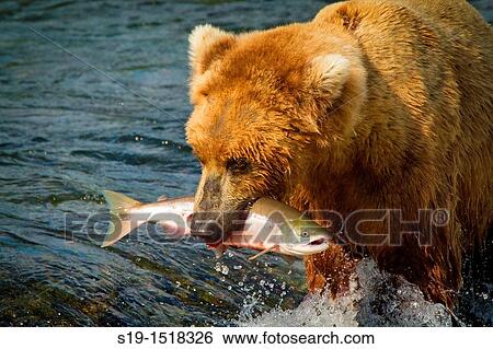 Unlucky Salmon View Large Photo Image Stock Photograph - Unlucky Salmon. Fotosearch