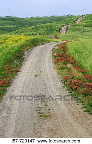 Unpaved road leading through hill countryside, wheat field, crop, Rape, agricultural landscape, Tuscany, Italy View Large Photo Image Stock Photo - Unpaved road leading through hill countryside, wheat field, crop, Rape, agricultural landscape, Tuscany, Italy. Fotosearch