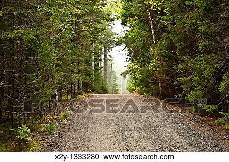 Unpaved road through evergreen forest, Maine, USA View Large Photo Image Stock Image - Unpaved road through evergreen forest, Maine, USA. Fotosearch
