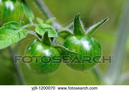 Unripened cherry tomatoes View Large Photo Image Stock Image - Unripened cherry tomatoes. Fotosearch