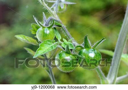 Unripened cherry tomatoes View Large Photo Image Stock Photo - Unripened cherry tomatoes. Fotosearch