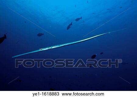 Unusually shaped Smooth Flutemouth Fistularia commersonii swimming in blue waters, Darajandhoo, Baa Atoll, Maldives View Large Photo Image Stock Image - Unusually shaped Smooth Flutemouth Fistularia commersonii swimming in blue waters, Darajandhoo, Baa Atoll, Maldives. Fotosearch