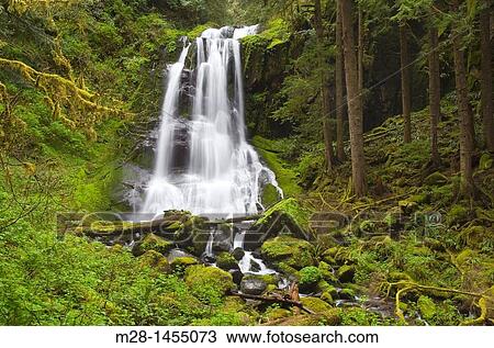 Upper Kentucky Falls Siuslaw National Forest Oregon View Large Photo Image Stock Image - Upper Kentucky Falls Siuslaw National Forest Oregon. Fotosearch