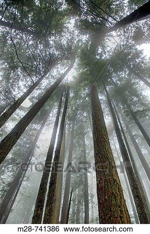 Upwards view to canopy of old growth forest, Mount Baker Snoqualmie National Forest, Washington, USA View Large Photo Image Stock Photograph - Upwards view to canopy of old growth forest, Mount Baker Snoqualmie National Forest, Washington, USA. Fotosearch
