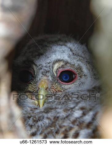 Stock Image - Ural Owl in nest V? rmland Sweden.. Fotosearch