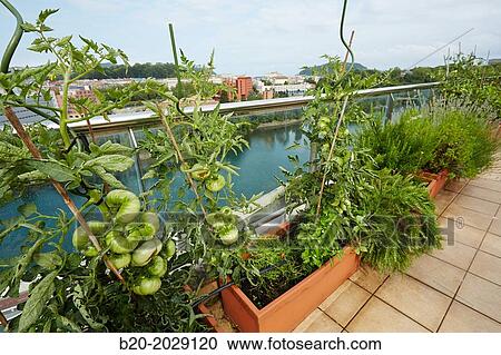 Urban garden. Tomato and pepper plants. Terrace housing. Donostia. San Sebastian. Basque Country. Spain. View Large Photo Image Stock Image - Urban garden. Tomato and pepper plants. Terrace housing. Donostia. San Sebastian. Basque Country. Spain.. Fotosearch