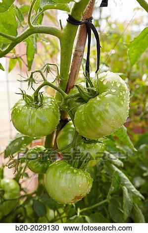 Stock Image - Urban garden. Tomato plants. Terrace housing. Donostia. San Sebastian. Basque Country. Spain.. Fotosearch