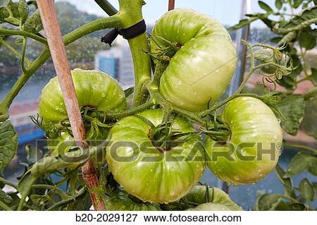 Stock Photo - Urban garden. Tomato plants. Terrace housing. Donostia. San Sebastian. Basque Country. Spain.. Fotosearch