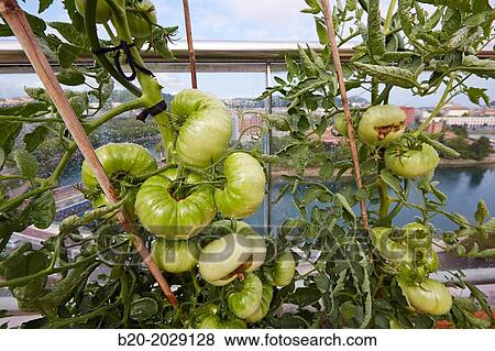 Urban garden. Tomato plants. Terrace housing. Donostia. San Sebastian. Basque Country. Spain. View Large Photo Image Stock Photo - Urban garden. Tomato plants. Terrace housing. Donostia. San Sebastian. Basque Country. Spain.. Fotosearch