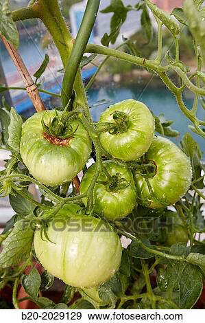 Urban garden. Tomato plants. Terrace housing. Donostia. San Sebastian. Basque Country. Spain. View Large Photo Image Stock Photo - Urban garden. Tomato plants. Terrace housing. Donostia. San Sebastian. Basque Country. Spain.. Fotosearch