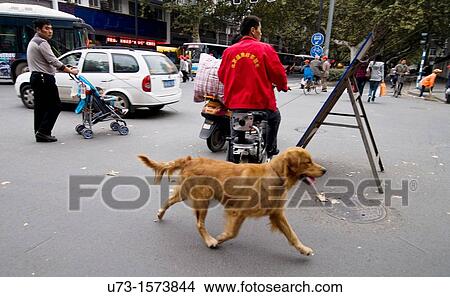 Urban scene in China Pet dogs and scooters in the middle of a busy street in Nanjing View Large Photo Image Picture - Urban scene in China Pet dogs and scooters in the middle of a busy street in Nanjing. Fotosearch