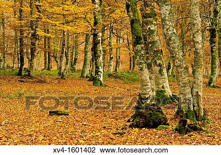 Urdanoz forest in Autumn Navarre, Spain View Large Photo Image Stock Image - Urdanoz forest in Autumn Navarre, Spain. Fotosearch