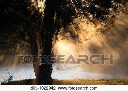 USA, Alabama, Muscle Shoals Area, Florence, Lake Wilson, morning fog View Large Photo Image Stock Image - USA, Alabama, Muscle Shoals Area, Florence, Lake Wilson, morning fog. Fotosearch