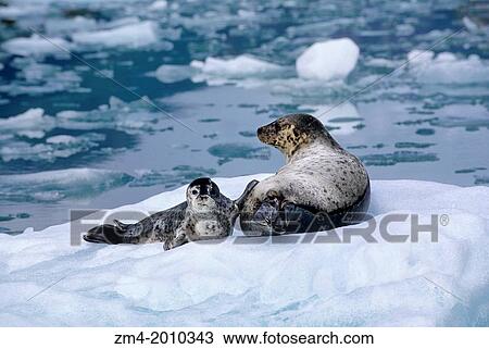 USA, ALASKA, NEAR JUNEAU, TRACY ARM, HARBOR SEALS, MOTHER WITH PUP ON ICE FLOE. View Large Photo Image Stock Image - USA, ALASKA, NEAR JUNEAU, TRACY ARM, HARBOR SEALS, MOTHER WITH PUP ON ICE FLOE.. Fotosearch