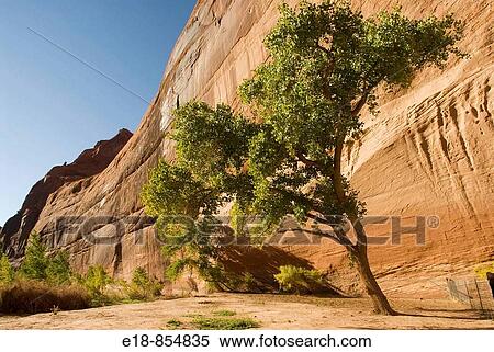 USA, Arizona, Chinle. Canyon de Chelly National Monument in the Navajo Indian Reserve. Steep cliffs near the White House Ruins viewed from the canyon floor. View Large Photo Image Stock Photography - USA, Arizona, Chinle. Canyon de Chelly National Monument in the Navajo Indian Reserve. Steep cliffs near the White House Ruins viewed from the canyon floor.. Fotosearch