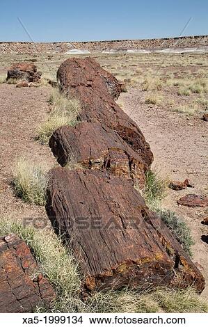 USA, Arizona, Petrified Forest National Park, Giant Logs Trail, petrified logs from the late Triassic period, 225 million years ago. View Large Photo Image Picture - USA, Arizona, Petrified Forest National Park, Giant Logs Trail, petrified logs from the late Triassic period, 225 million years ago.. Fotosearch