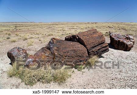 USA, Arizona, Petrified Forest National Park, petrified logs from the late Triassic period, 225 million years ago. View Large Photo Image Stock Photo - USA, Arizona, Petrified Forest National Park, petrified logs from the late Triassic period, 225 million years ago.. Fotosearch