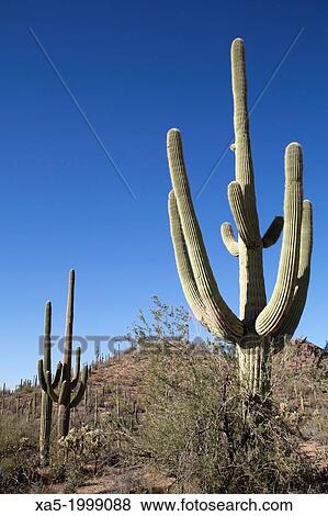 USA, Arizona, Saguaro National Park, West-Tucson Mountain District, Saguaro Cactus (Camegiea Gigantea), can grow to 50 feet high, weigh 1, 600 pounds and live up to 200 years. View Large Photo Image Stock Photo - USA, Arizona, Saguaro National Park, West-Tucson Mountain District, Saguaro Cactus (Camegiea Gigantea), can grow to 50 feet high, weigh 1, 600 pounds and live up to 200 years.. Fotosearch