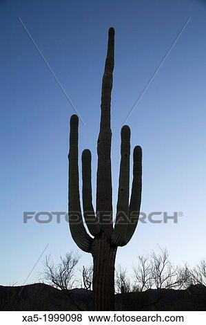 USA, Arizona, Saguaro National Park, West-Tucson Mountain District, Saguaro Cactus (Camegiea Gigantea), can grow to 50 feet high, weigh 1, 600 pounds and live up to 200 years, late afternoon. View Large Photo Image Stock Photo - USA, Arizona, Saguaro National Park, West-Tucson Mountain District, Saguaro Cactus (Camegiea Gigantea), can grow to 50 feet high, weigh 1, 600 pounds and live up to 200 years, late afternoon.. Fotosearch