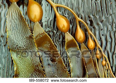 USA, CA, Catalina, Pacific ocean. Young kelp blade, Macrocystis View Large Photo Image Stock Image - USA, CA, Catalina, Pacific ocean. Young kelp blade, Macrocystis. Fotosearch