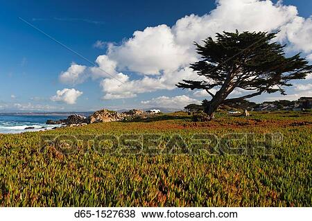 Stock Photo - USA, California, Central Coast, Monterey Peninsula, Pacific Grove coastline. Fotosearch