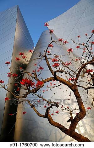 USA, California, city of Los Angeles, downtown, Walt Disney Concert Hall, architect Franck Gehry View Large Photo Image Stock Image - USA, California, city of Los Angeles, downtown, Walt Disney Concert Hall, architect Franck Gehry. Fotosearch