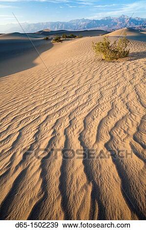 Stock Photo - USA, California, Death Valley National Park, Mesquite Flat Sand Dunes, late afternoon. Fotosearch