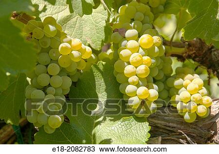 USA, California, Napa Valley, St Helena. Chardonay grapes on the vine at Cakebread Winery. View Large Photo Image Stock Image - USA, California, Napa Valley, St Helena. Chardonay grapes on the vine at Cakebread Winery.. Fotosearch