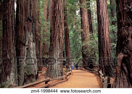 USA, CALIFORNIA, NEAR SAN FRANCISCO, MUIR WOODS NATIONAL MONUMENT, REDWOOD TREES. View Large Photo Image Picture - USA, CALIFORNIA, NEAR SAN FRANCISCO, MUIR WOODS NATIONAL MONUMENT, REDWOOD TREES.. Fotosearch