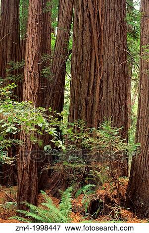 USA, CALIFORNIA, NEAR SAN FRANCISCO, MUIR WOODS NATIONAL MONUMENT, REDWOOD TREES, TRUNKS. View Large Photo Image Stock Photo - USA, CALIFORNIA, NEAR SAN FRANCISCO, MUIR WOODS NATIONAL MONUMENT, REDWOOD TREES, TRUNKS.. Fotosearch