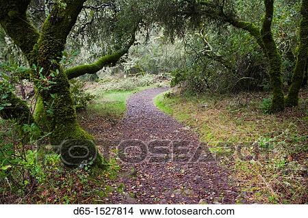 USA, California, Northern California, Sonoma Wine Country, Glen Ellen, Jack London State Historical Park, former estate of writer Jack London, winter estate foliage View Large Photo Image Picture - USA, California, Northern California, Sonoma Wine Country, Glen Ellen, Jack London State Historical Park, former estate of writer Jack London, winter estate foliage. Fotosearch