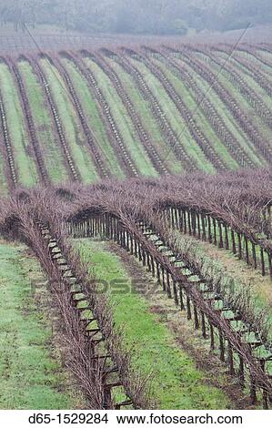 USA, California, Northern California, Russian River Wine Country, Asti, vineyard in winter View Large Photo Image Picture - USA, California, Northern California, Russian River Wine Country, Asti, vineyard in winter. Fotosearch