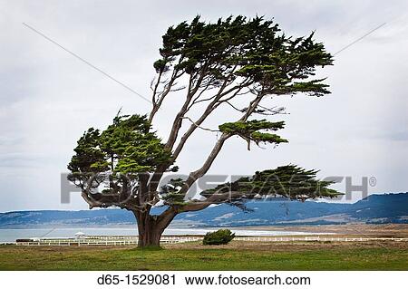 USA, California, Northern California, North Coast, Point Arena, coastal landscape View Large Photo Image Stock Image - USA, California, Northern California, North Coast, Point Arena, coastal landscape. Fotosearch
