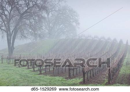 Stock Photo - USA, California, Northern California, North Coast, Ukiah, vineyard in winter, foggy dawn. Fotosearch